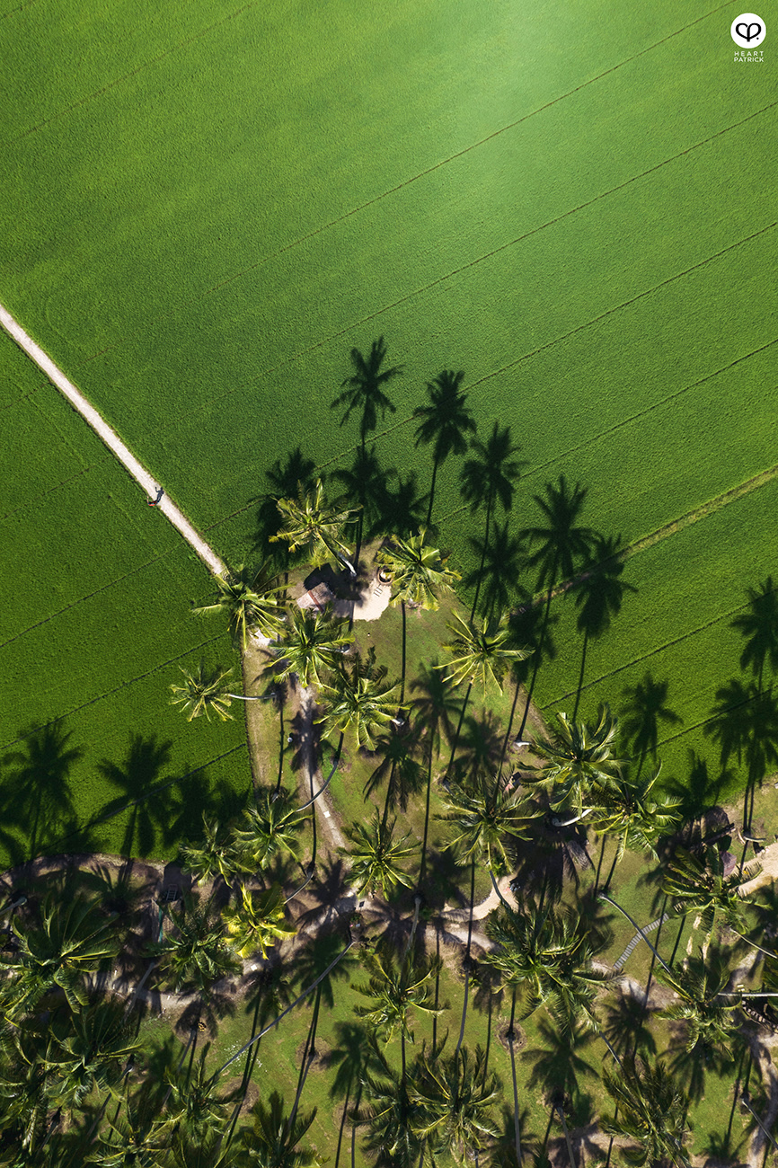 heartpatrick urban exploring kampung agong penang paddy field coconut trees