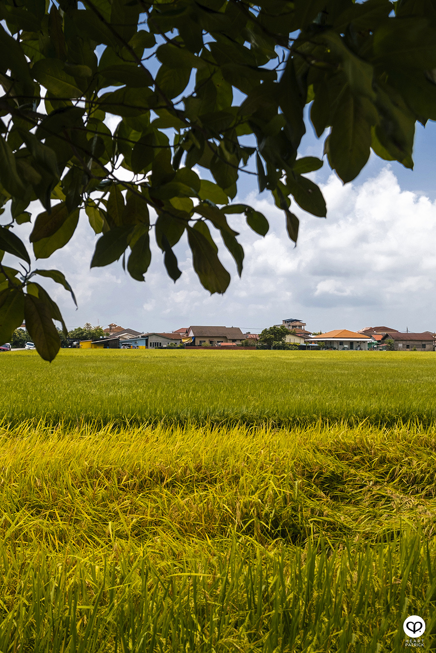 heartpatrick malaysia heritage sekinchan golden paddy fields selangor