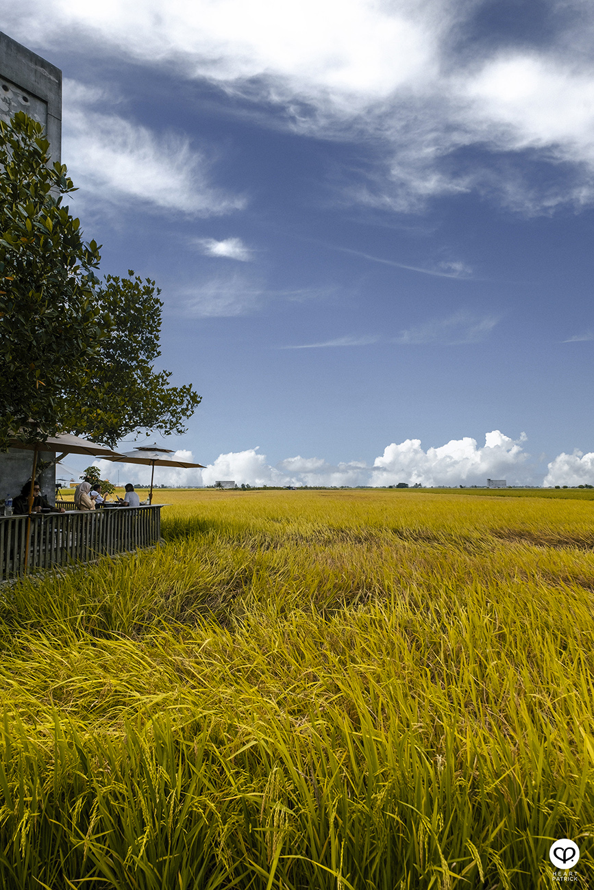 heartpatrick malaysia heritage sekinchan golden paddy fields selangor