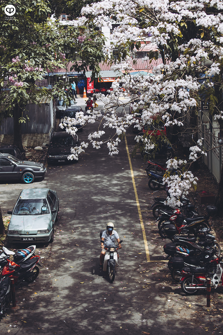 heartpatrick urban exploring tecoma malaysian sakura full bloom kuala lumpur