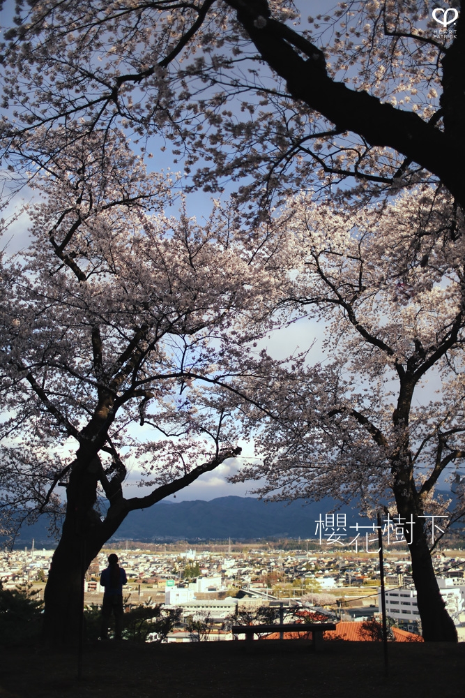 heartpatrick wedding prewedding destination sakura japan cherry blossom