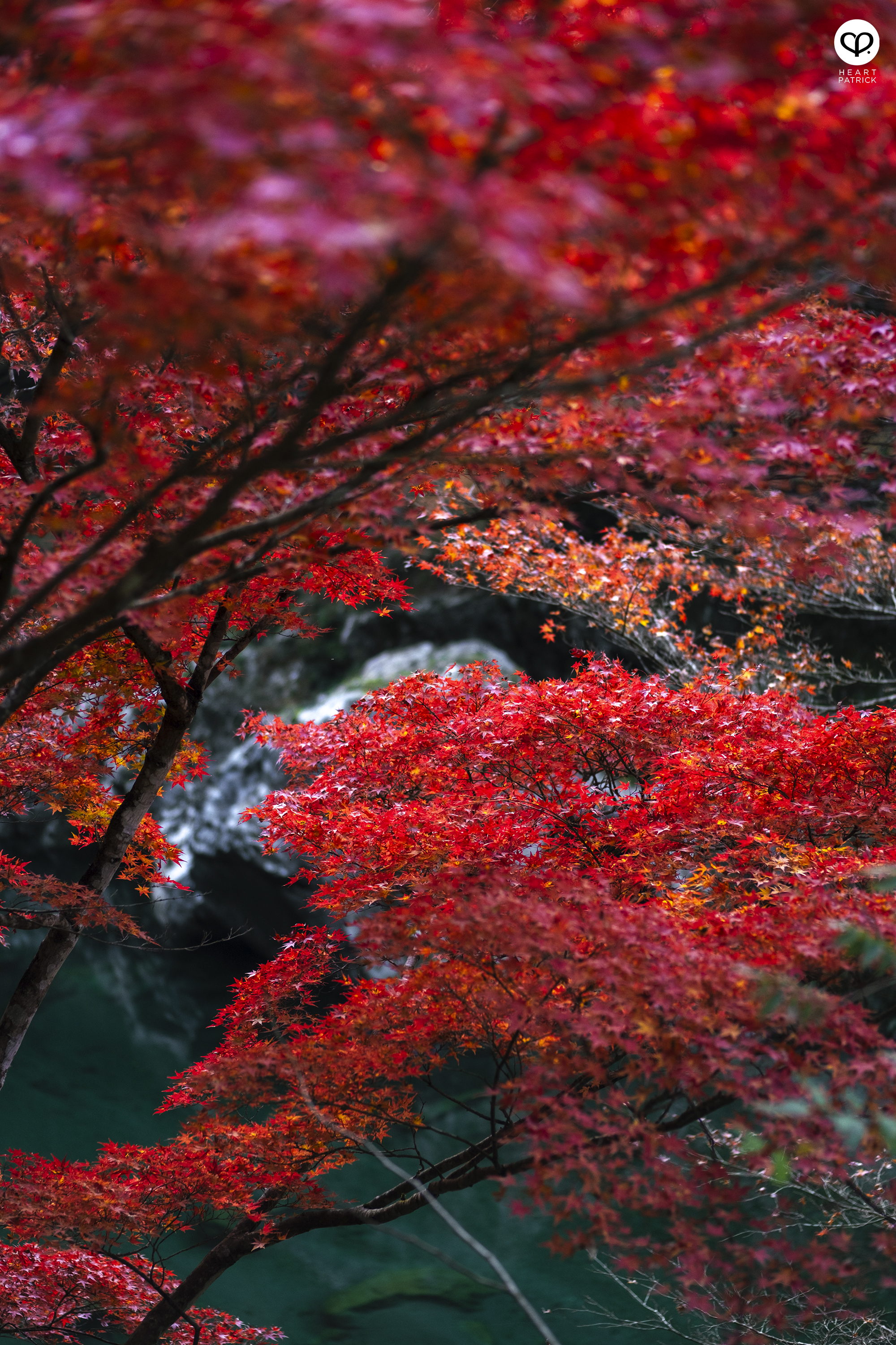 heartpatrick travel photography autumn iya valley tokushima japan