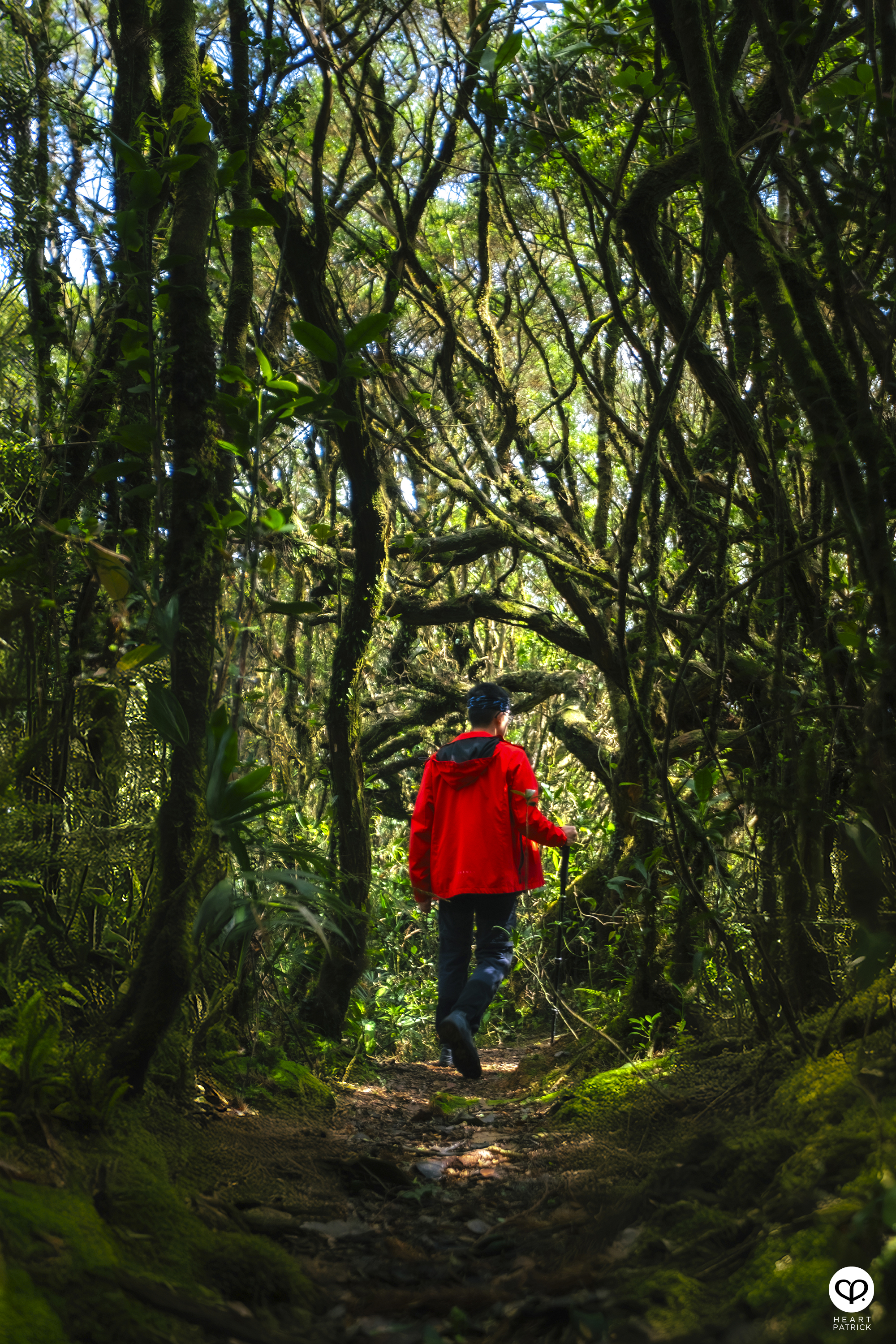 heartpatrick gunung lari tembakau mossy forest genting highlands hiking