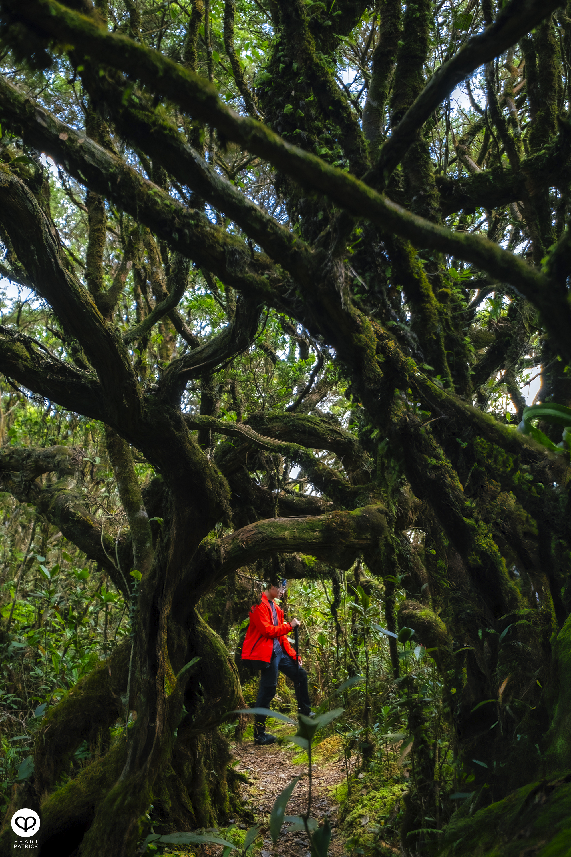 heartpatrick gunung lari tembakau mossy forest genting highlands hiking