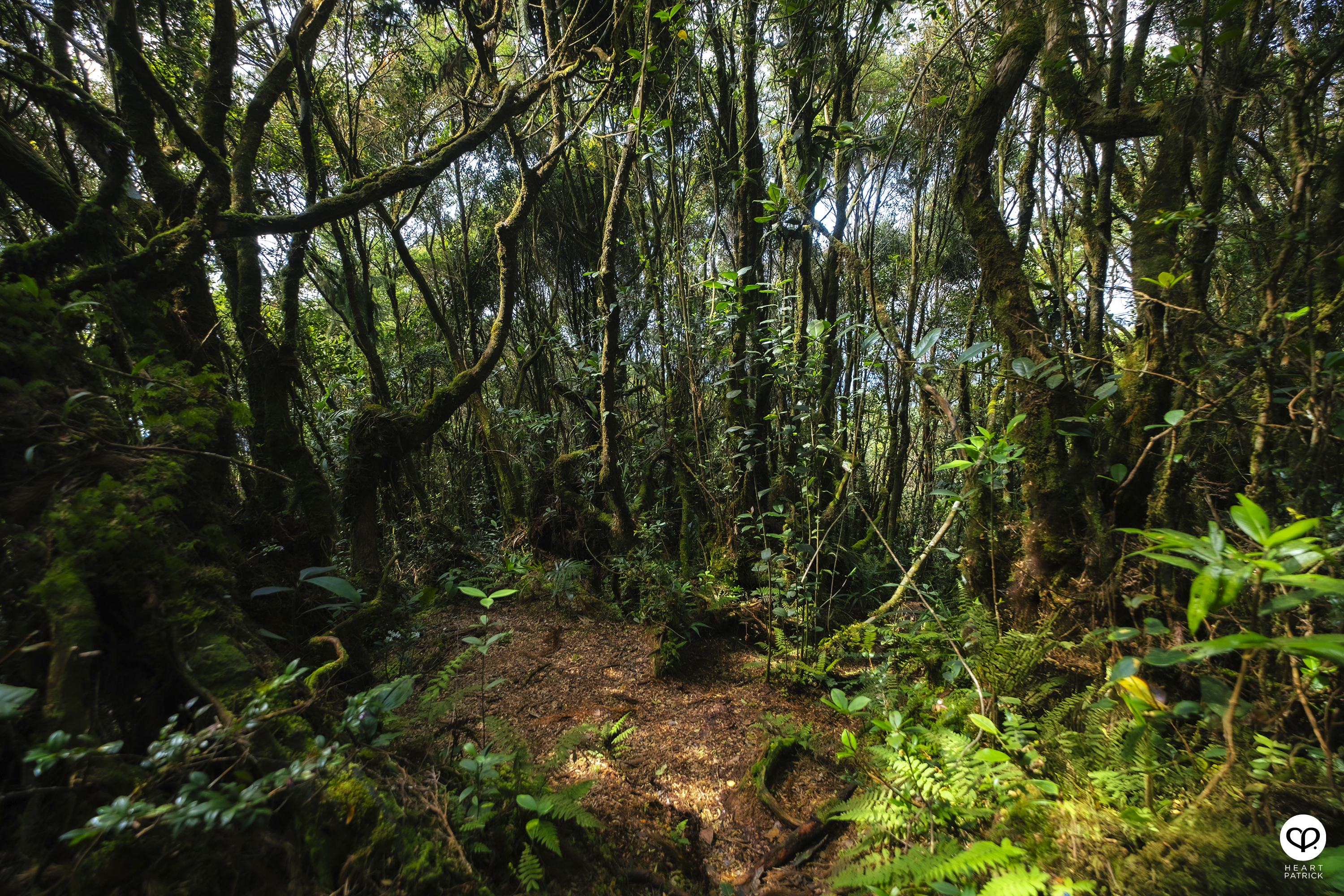 heartpatrick gunung lari tembakau mossy forest genting highlands hiking