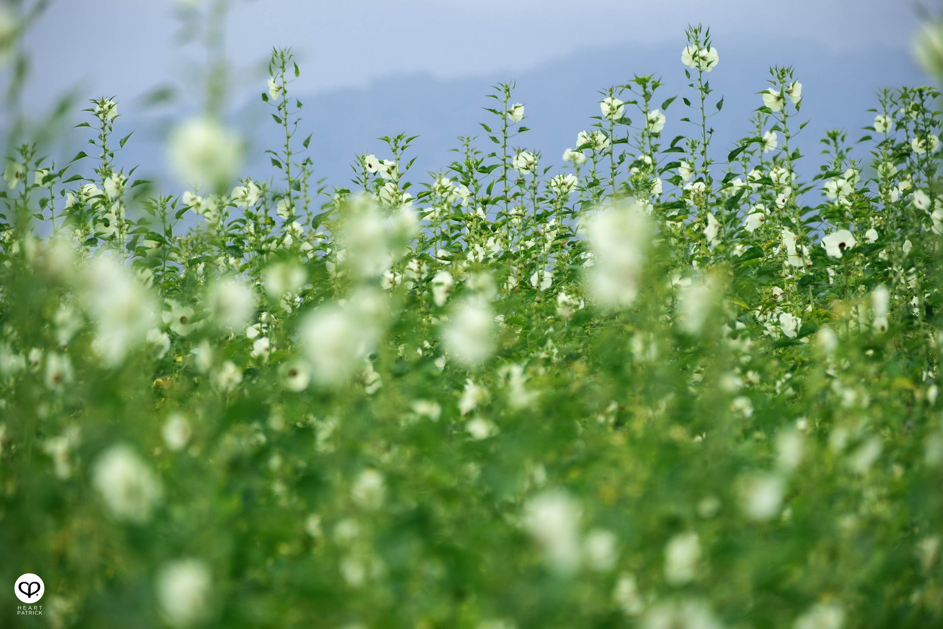 heartpatrick travel street heritage aerial photography perlis malaysia