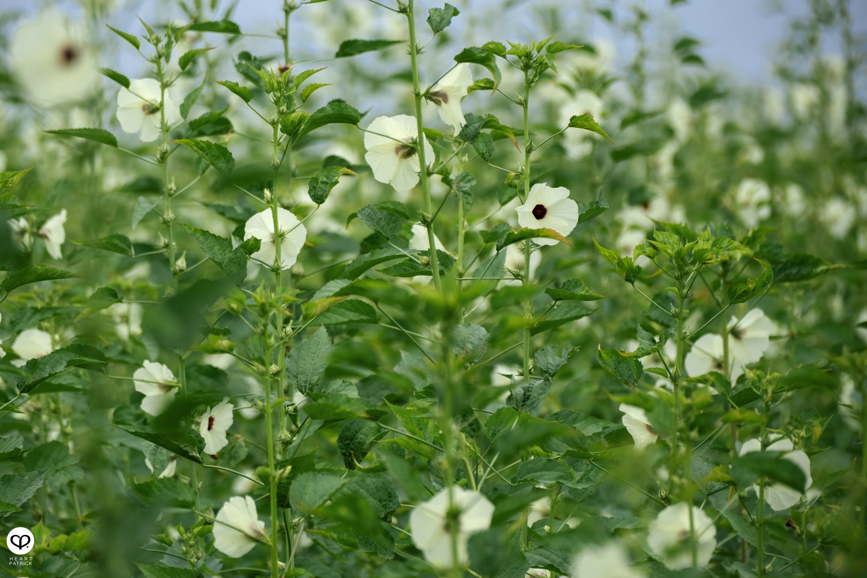 heartpatrick travel street heritage aerial photography perlis malaysia