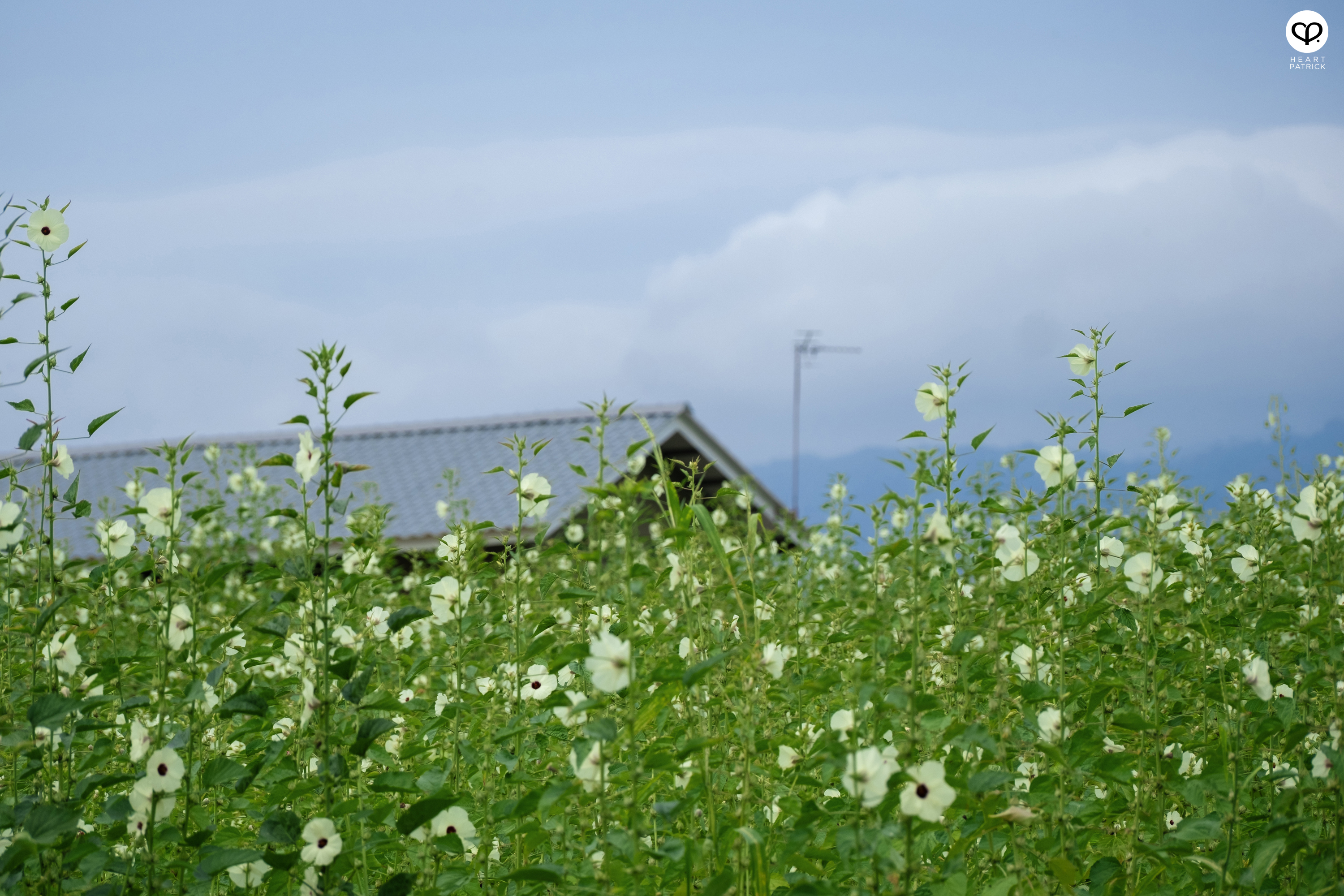 heartpatrick travel street heritage aerial photography perlis malaysia