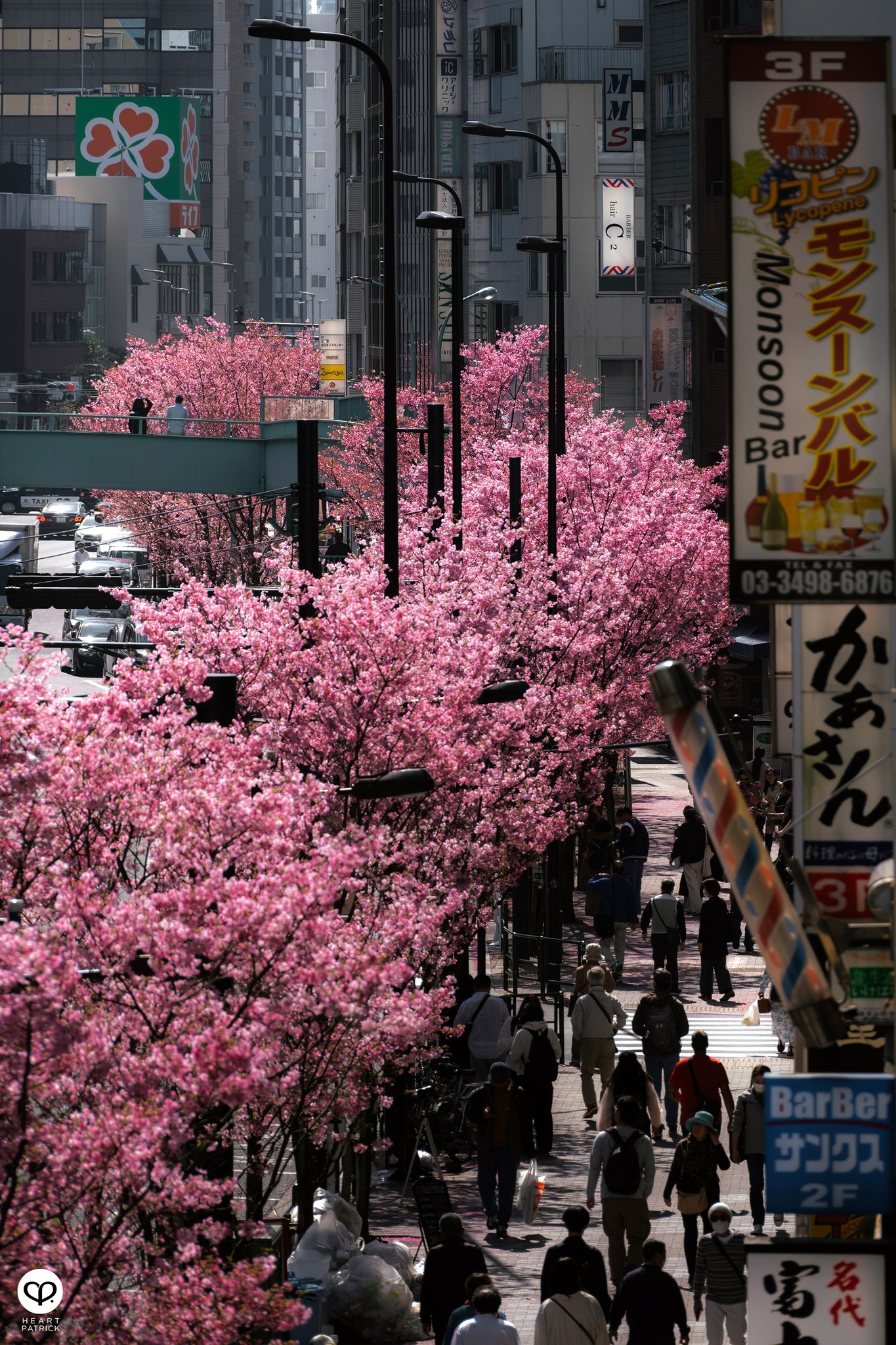 heartpatrick travel sakura hanami spring shibuya tokyo japan street photography