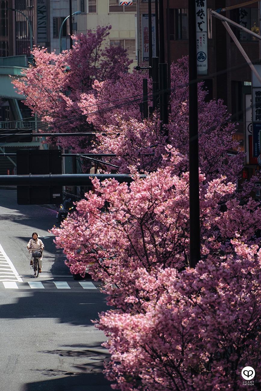 heartpatrick travel sakura hanami spring shibuya tokyo japan street photography