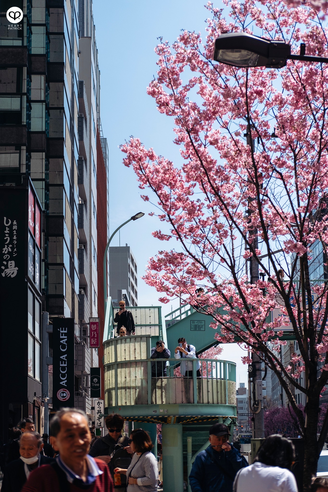 heartpatrick travel sakura hanami spring shibuya tokyo japan street photography