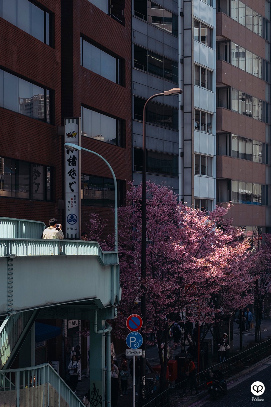 heartpatrick travel sakura hanami spring shibuya tokyo japan street photography