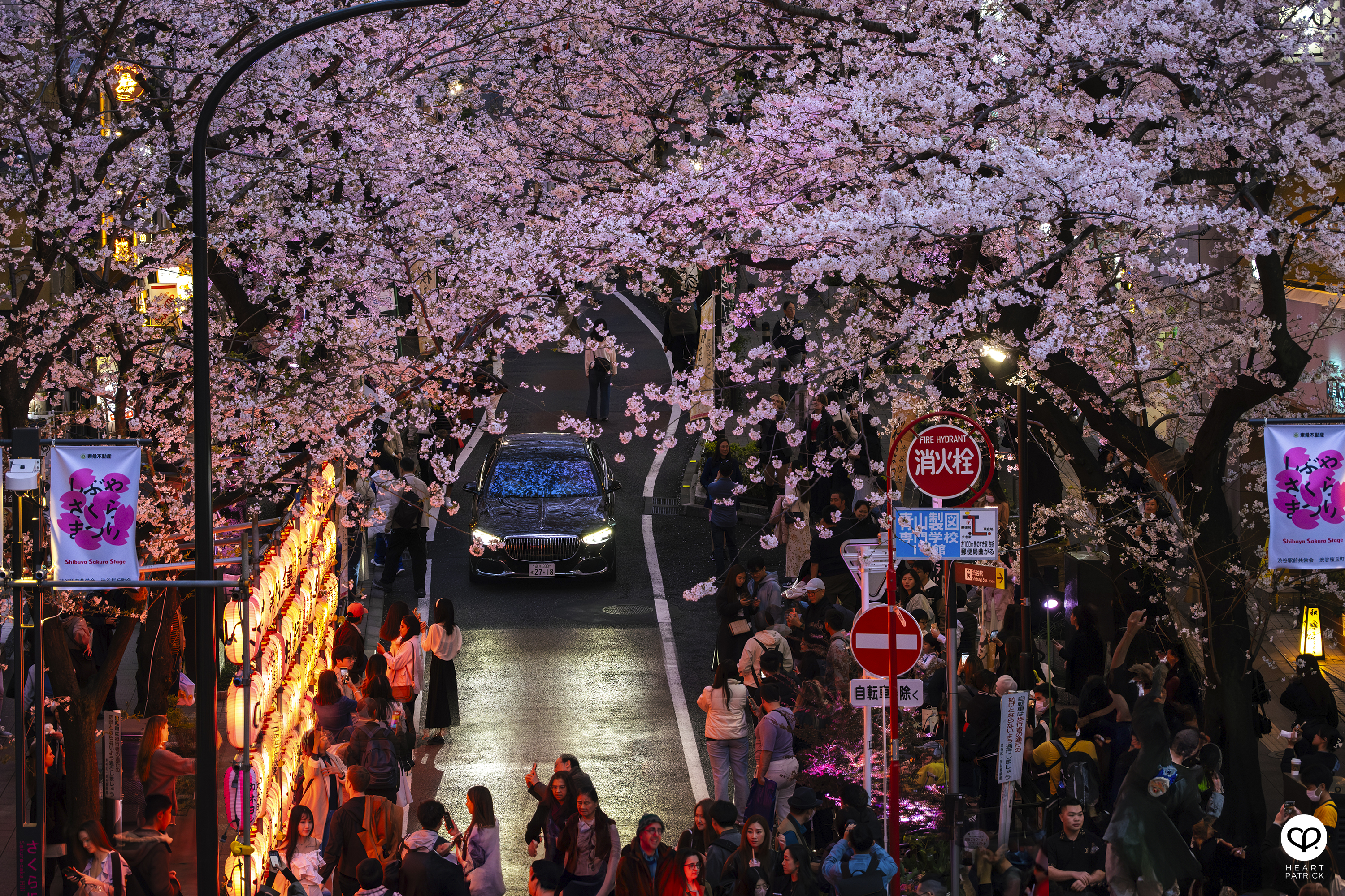 heartpatrick travel sakura hanami spring shibuya tokyo japan street photography