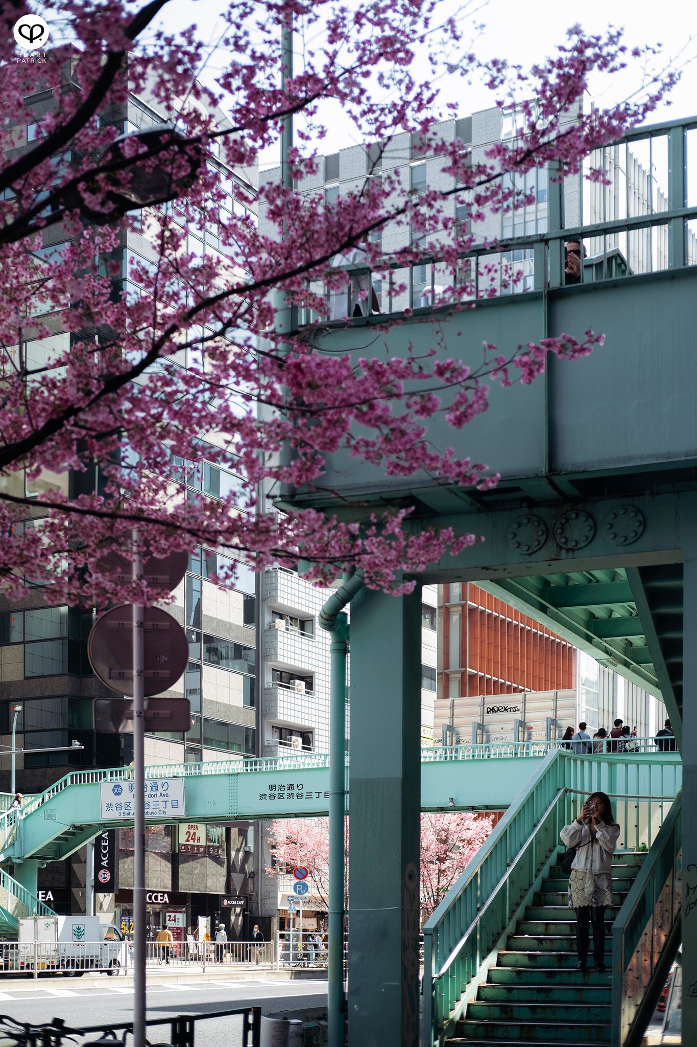 heartpatrick travel sakura hanami spring shibuya tokyo japan street photography