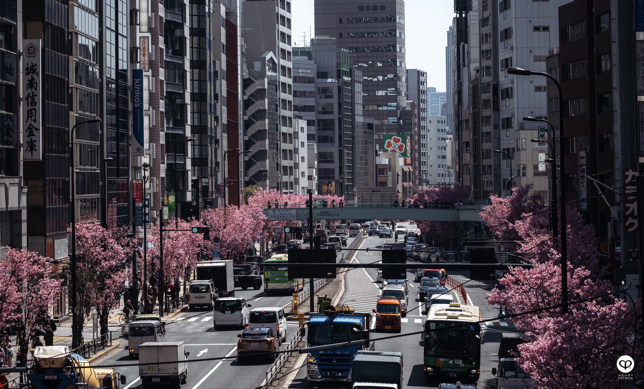 heartpatrick travel sakura hanami spring shibuya tokyo japan street photography