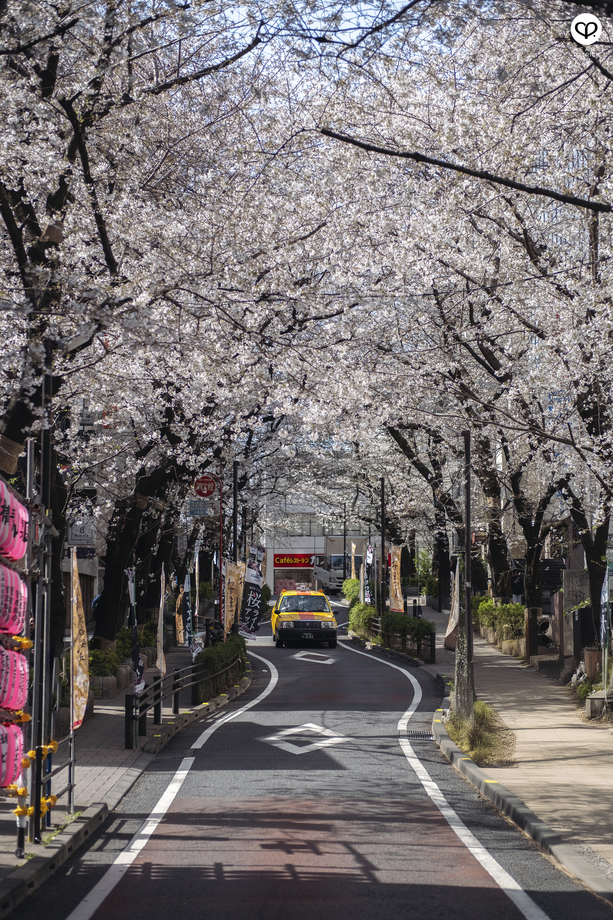 heartpatrick travel sakura hanami spring shibuya tokyo japan street photography